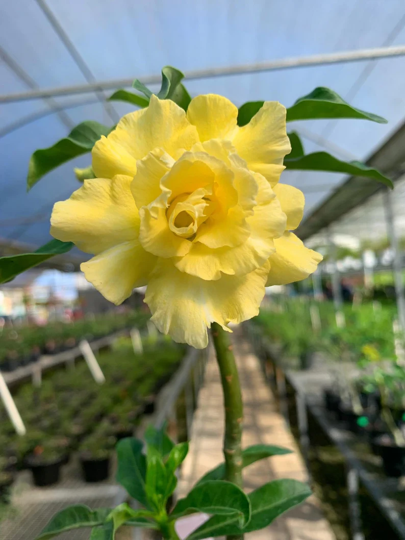 Desert Rose -- Yellow