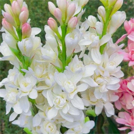 💐Tuberose – Queen of the Night