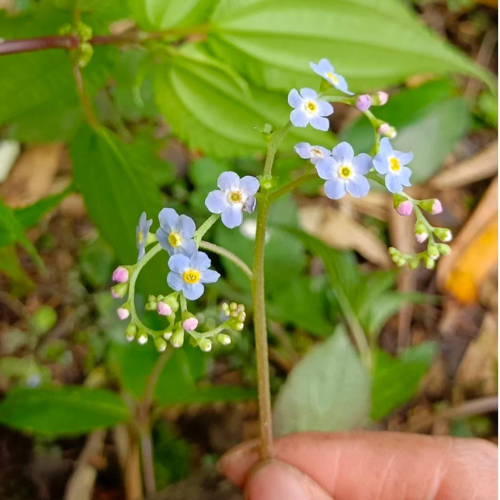 💐Emei scutellaria
