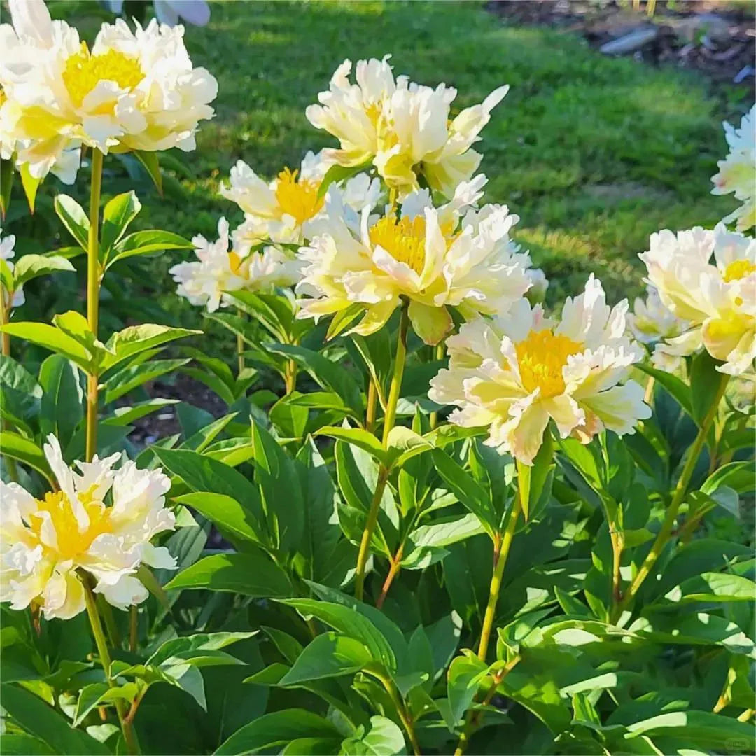 🌺Peony - Love surrounds you