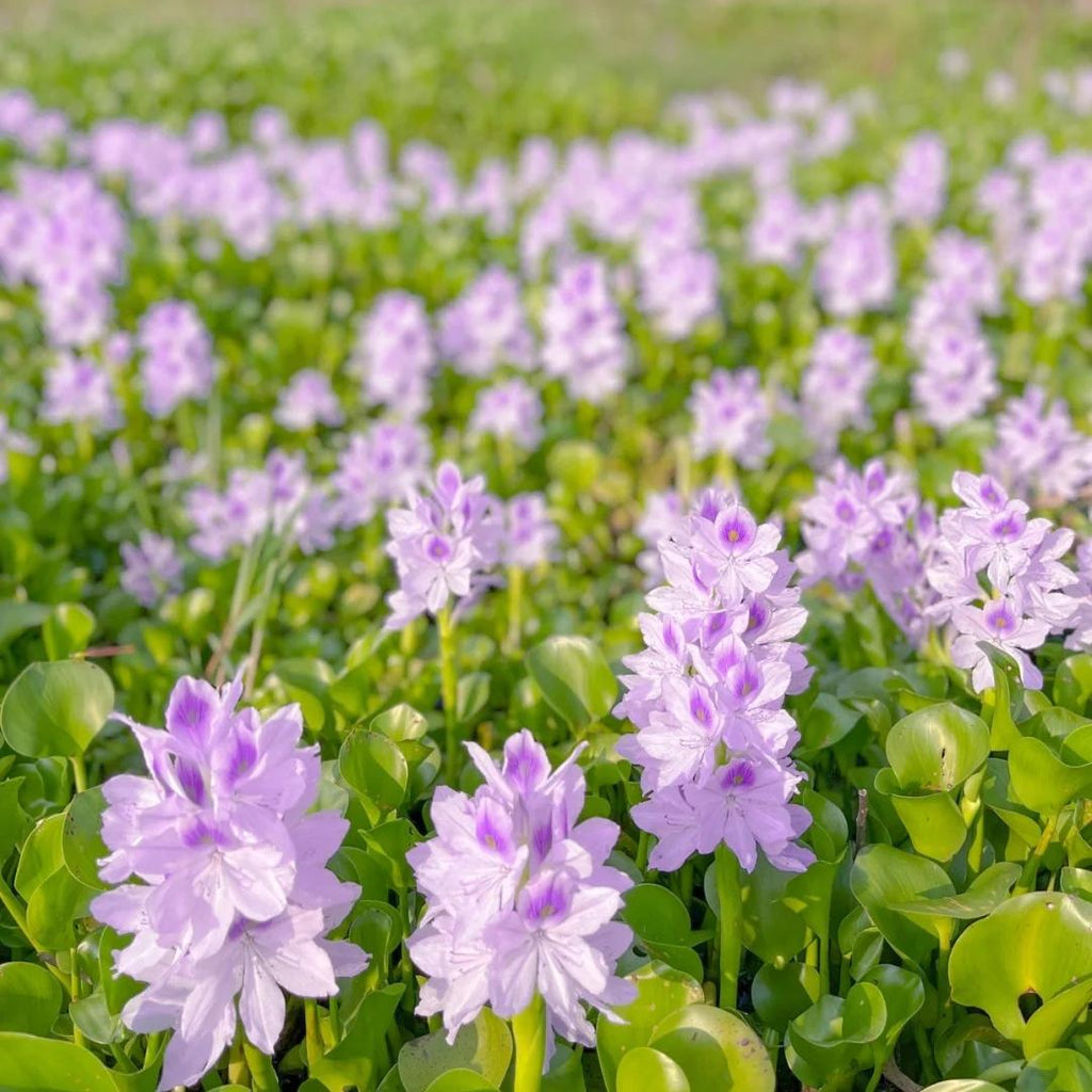 🌺Water hyacinth - “The violet flower crown that beautifies the world”🧚‍♀️🌿