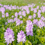🌺Water hyacinth - “The violet flower crown that beautifies the world”🧚‍♀️🌿