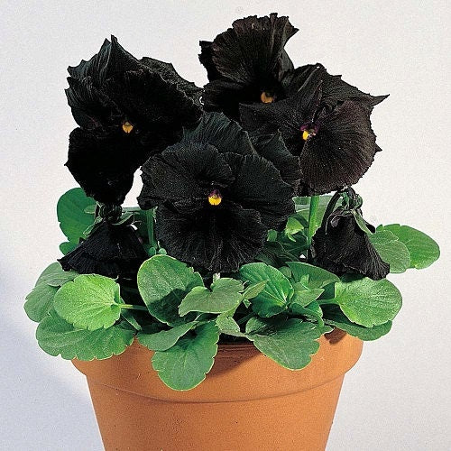 Pansy Seeds Black Devil Pansy