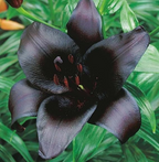 Night Rider Lily Seeds