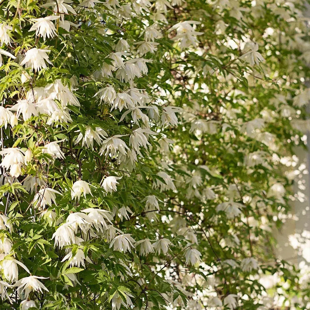 Clematis Macropetala