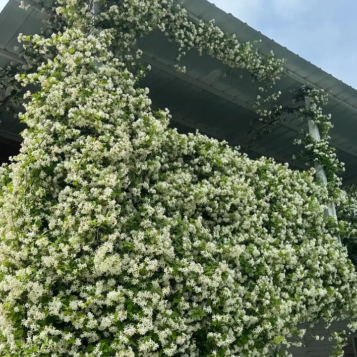 Mixed Climbing Flower Seeds -Over 30 kinds mixed