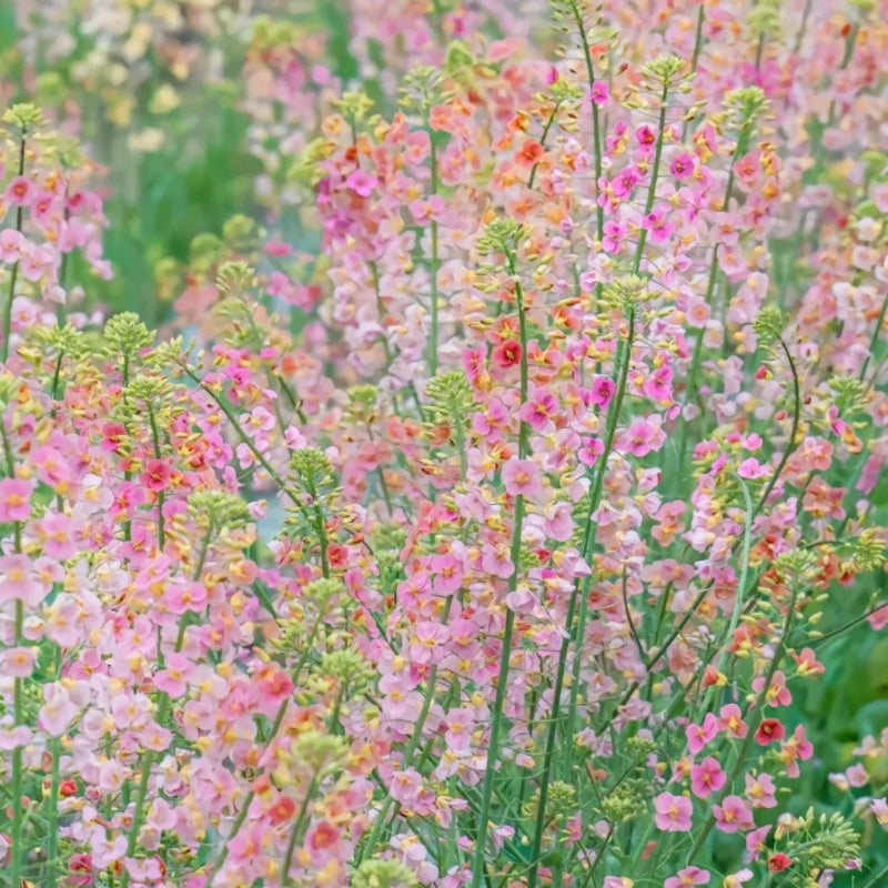 Colorful Rapeseed Flower Seeds