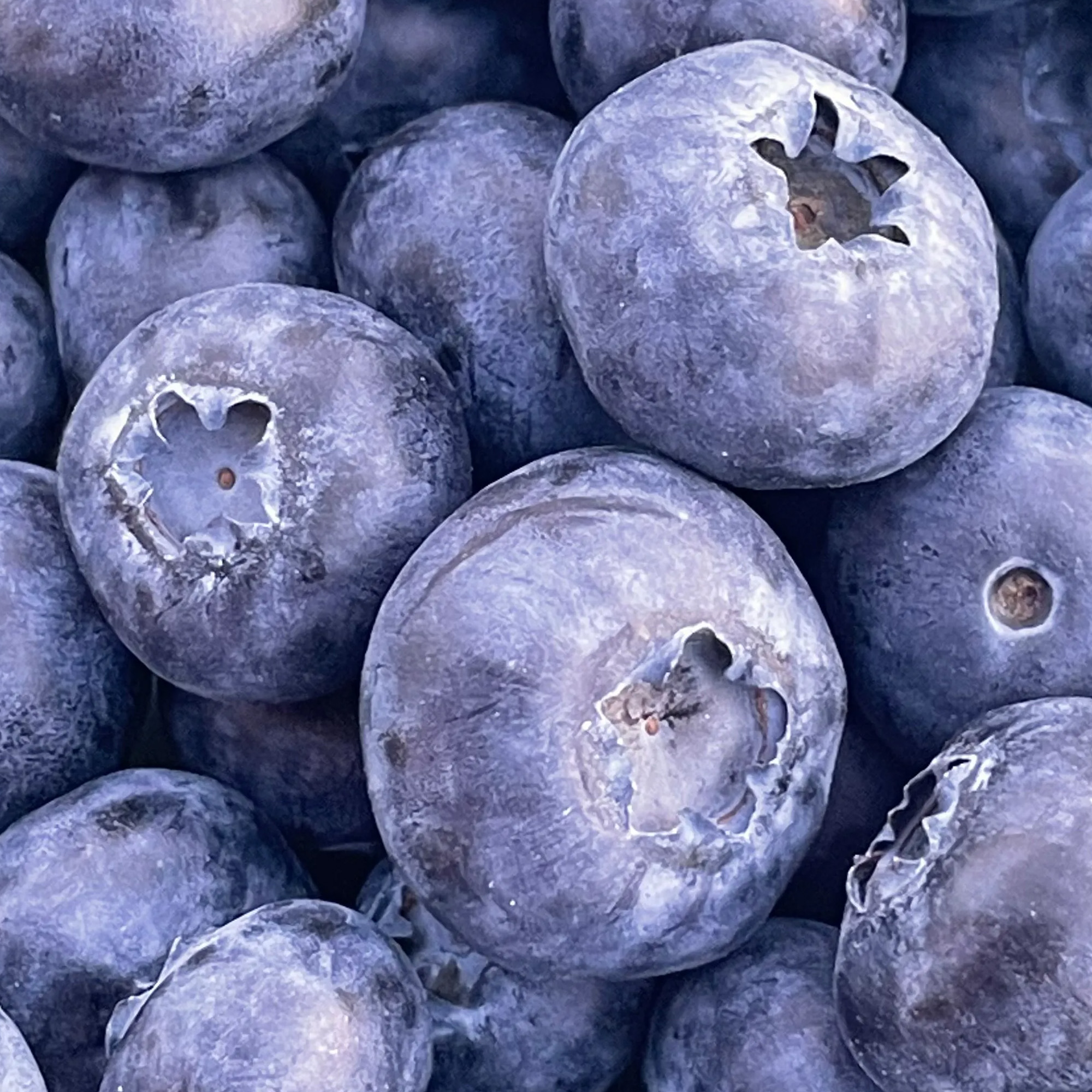 Giant Blueberry Fruit Seeds