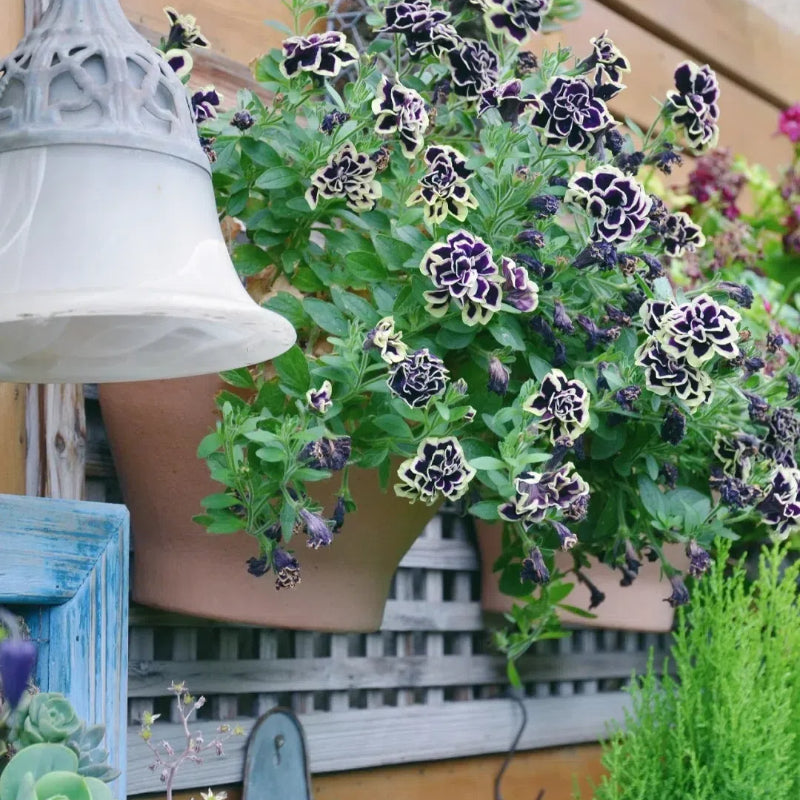 Double Petunia Seeds
