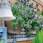 Double Petunia Seeds