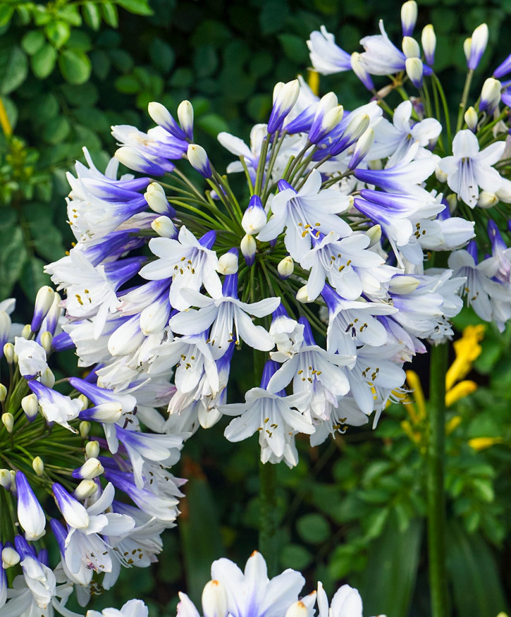 🎁New Year Sale🎁Agapanthus ‘Twister’