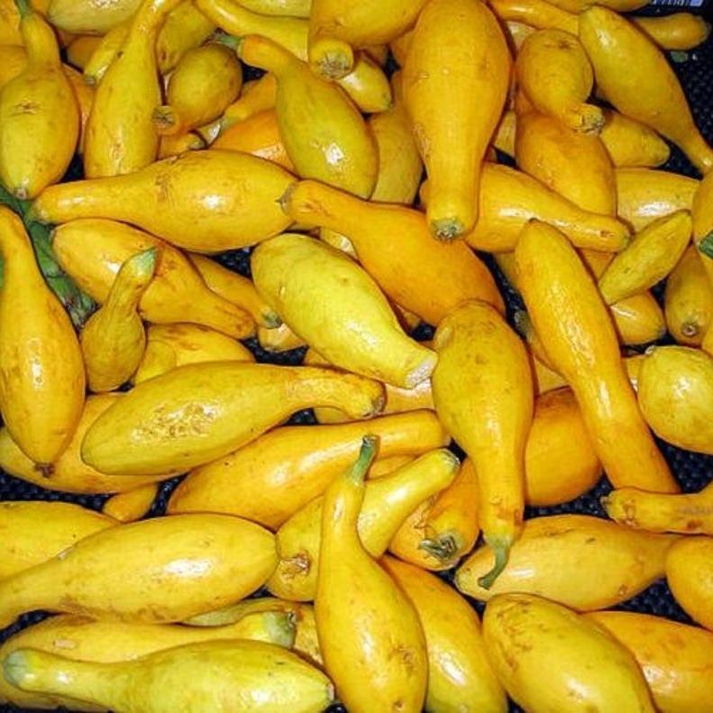 30pcs Early PROLIFIC STRAIGHTNECK SQUASH Yellow Summer Bush Heirloom Seeds
