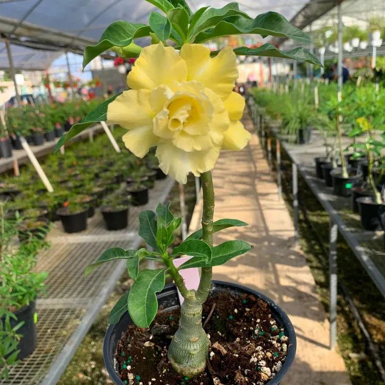 Desert Rose -- Yellow