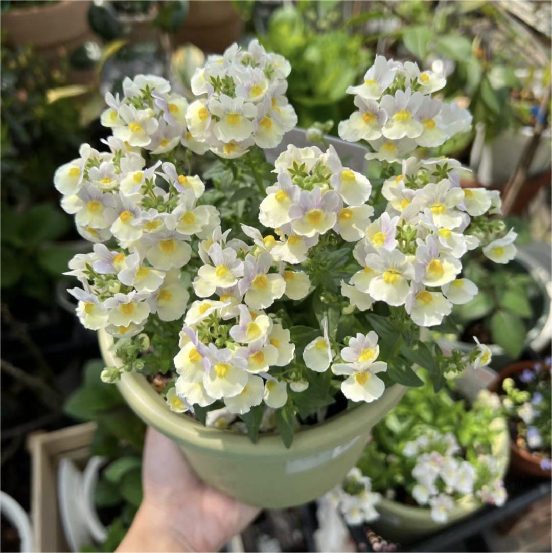 Nemesia Strumosa Benth