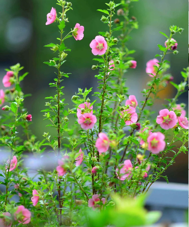 🌸Little Hibiscus Syriacus Seeds
