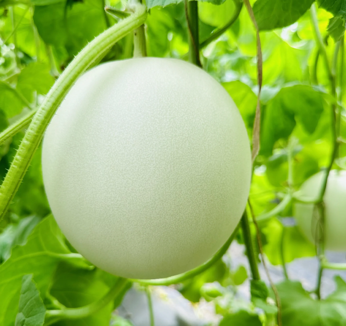 Jade Mushroom🍄Melon Seeds🍈