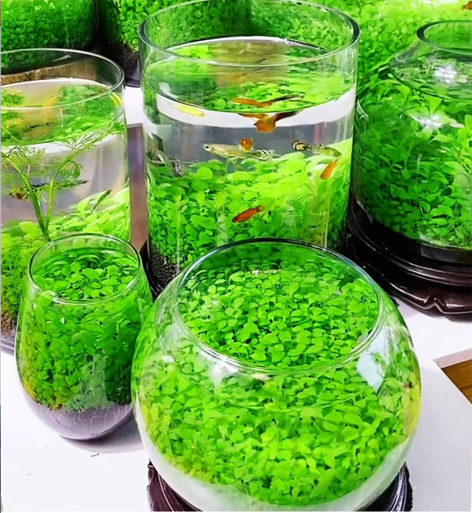 Aquatic Plant Seed Ecological Fish Tank