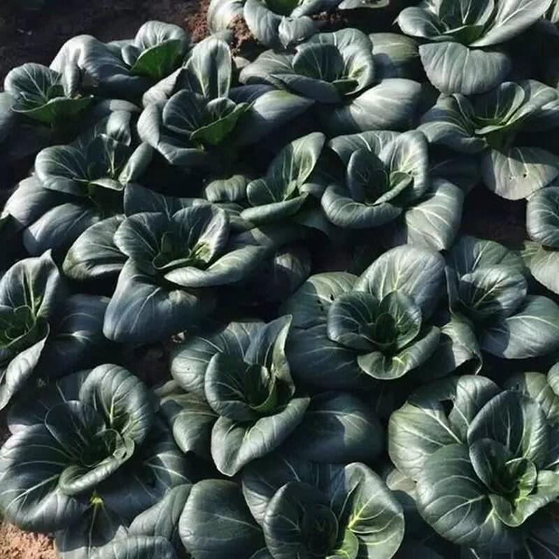 Black-leaf Bok Choy Seeds