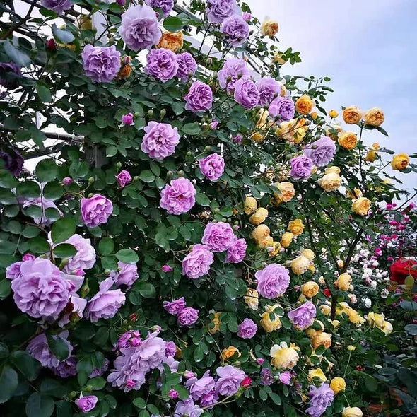 Garden Climbing Rose Flower Seeds