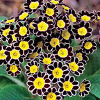 Black Primrose Seeds