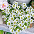 Saxifraga Stolonifera Seeds