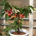🍒Rainier Cherry Fruit Seeds(🌿99% Germination)