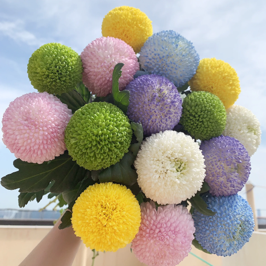 🏵️Colorful Ping Pong Chrysanthemum Seeds
