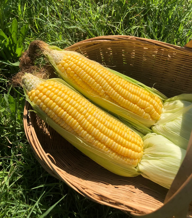 Fruit Corn Seeds for the Home Garden