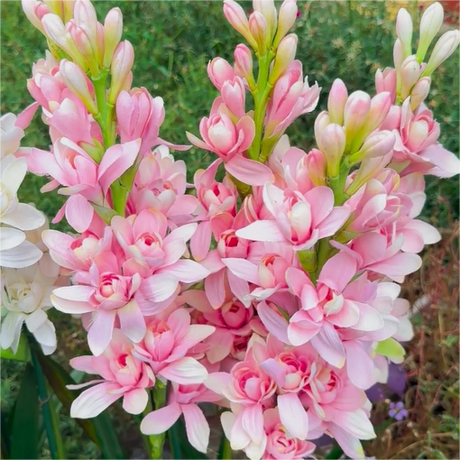 💐Tuberose – Queen of the Night