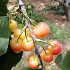🍒Rainier Cherry Fruit Seeds(🌿99% Germination)