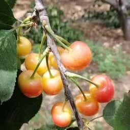 🍒Rainier Cherry Fruit Seeds(🌿99% Germination)