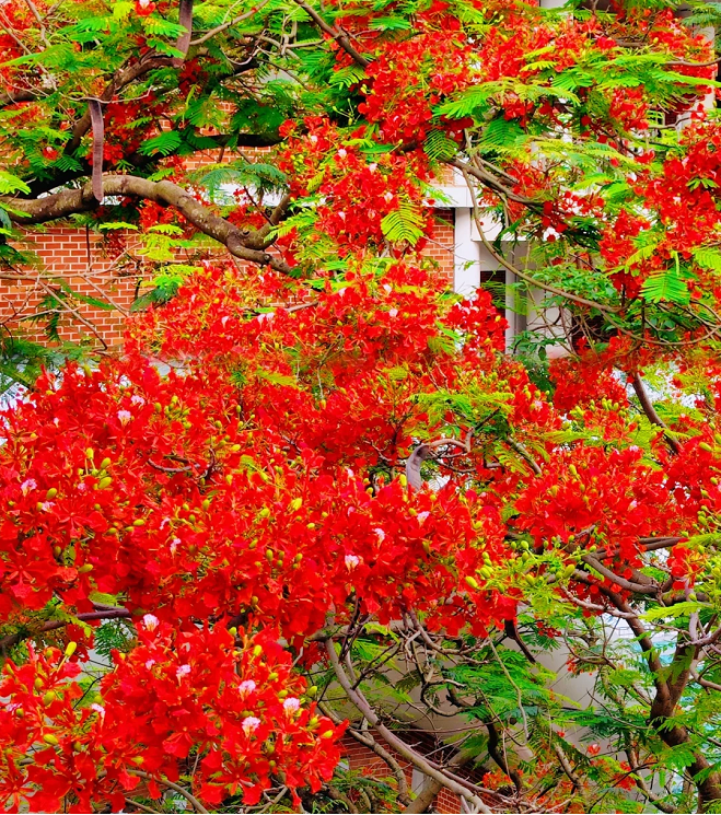 Royal Poinciana Seeds