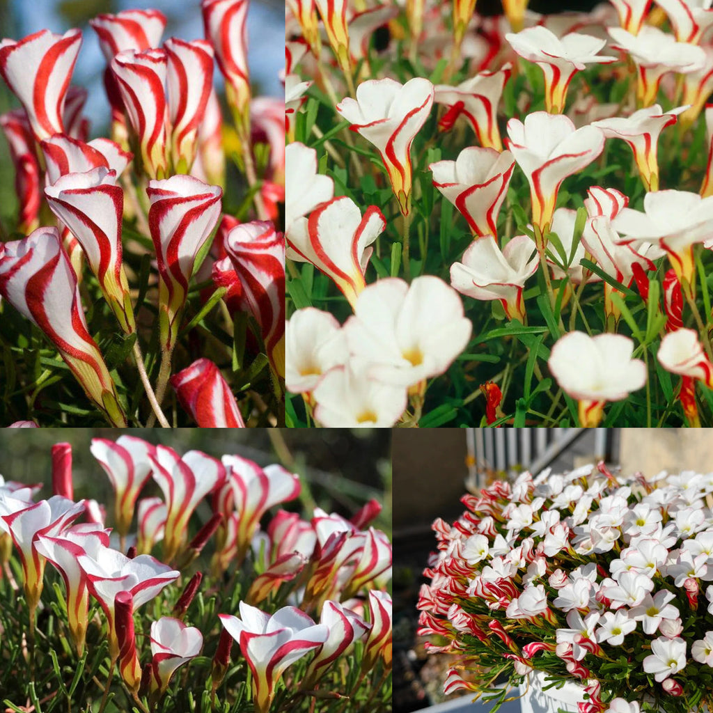 Oxalis Versicolor (Candy Cane Sorrel)