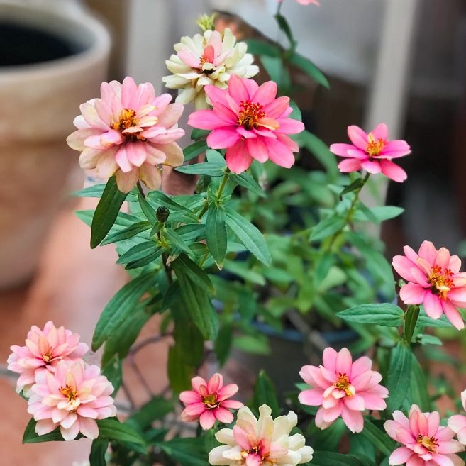 Dwarf Zinnia Seeds - New in 2024