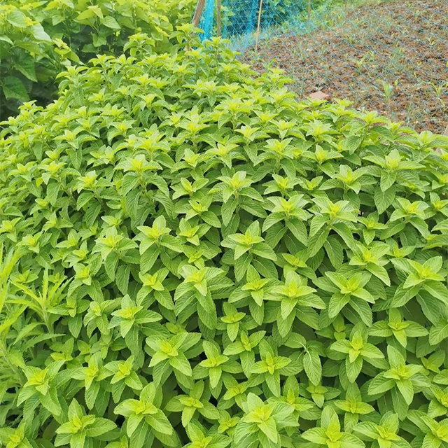 500Pcs Organic Mint Seeds Non-GMO Heirloom Packet