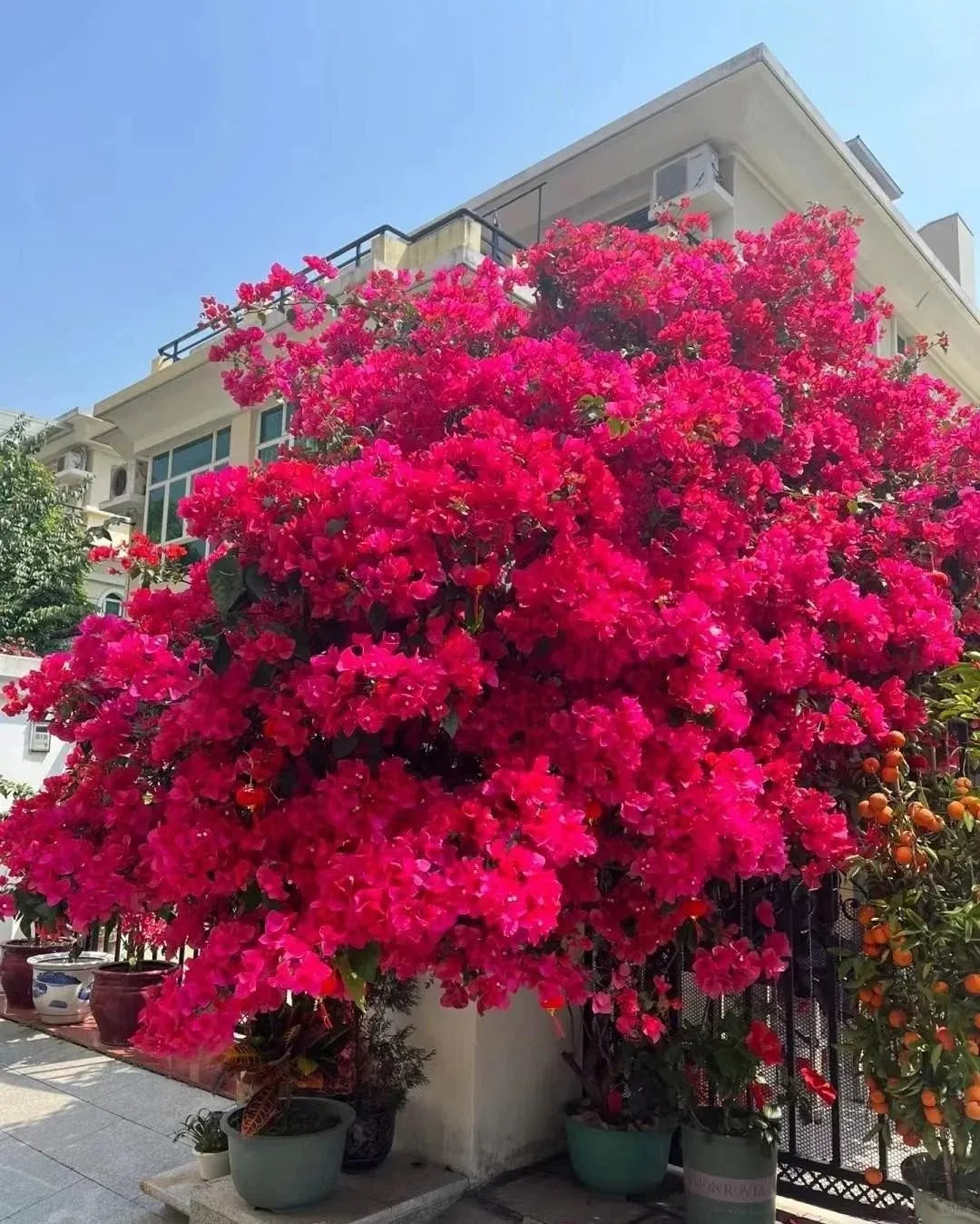 💐Bougainvillea – Easy To Grow And Beautiful
