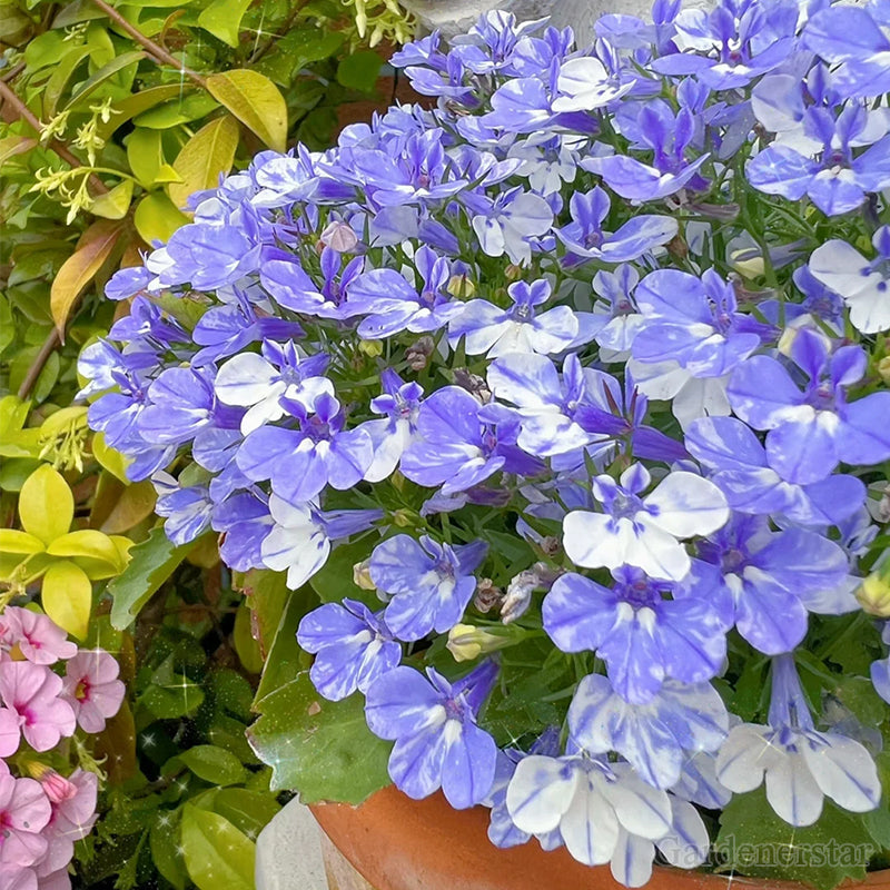 🌈Optimal Carpet Plant✨Creeping Lobelia Erinus Seeds