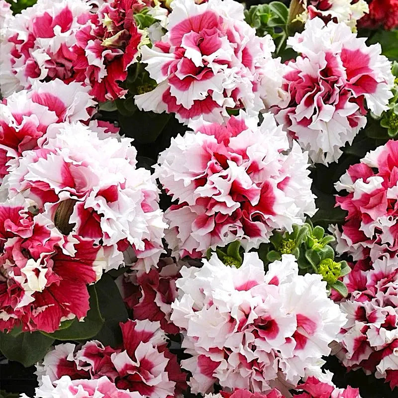 🌸Rare Double Petunia Seeds