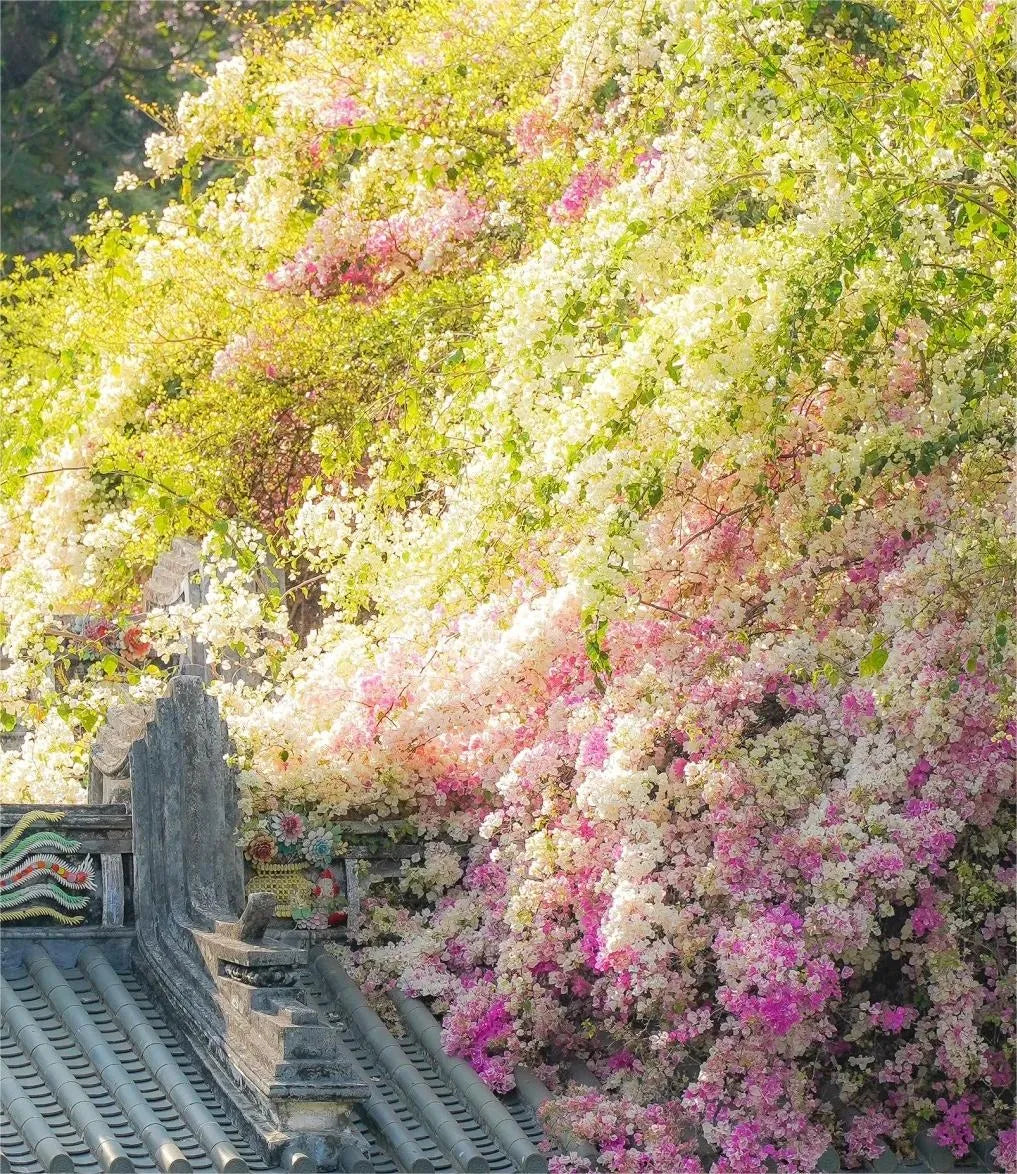 💐Bougainvillea – Easy To Grow And Beautiful