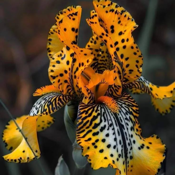 Black Starry Night-Rare Iris Bulbs⚜️