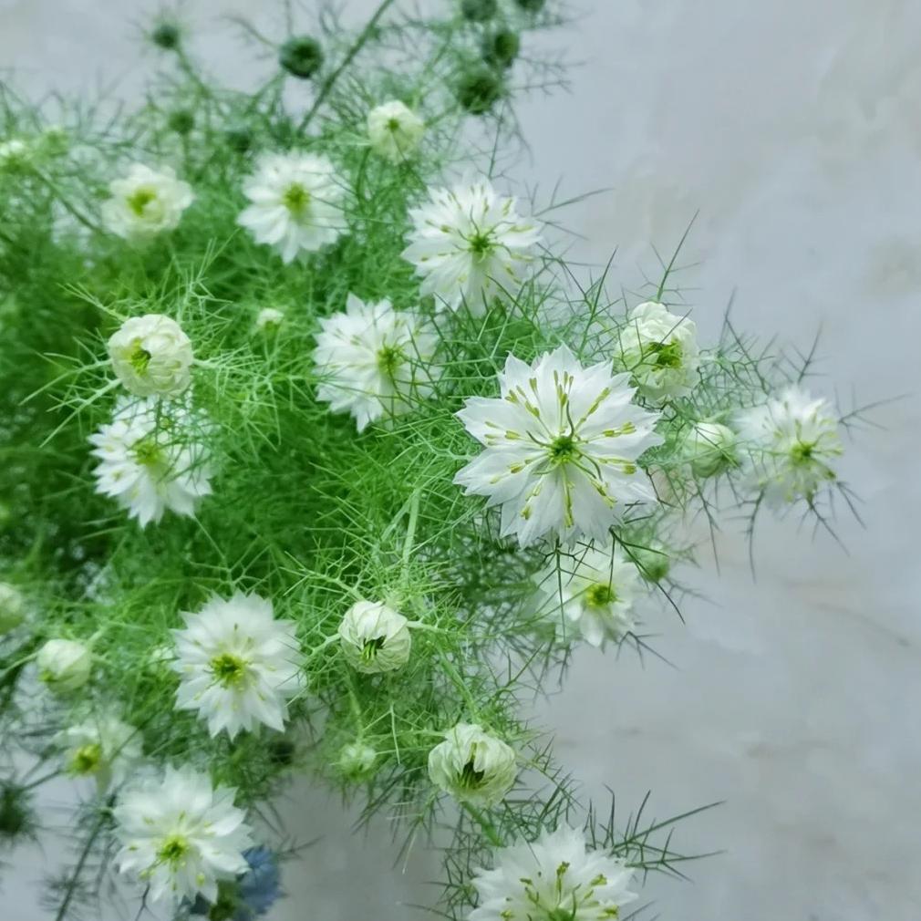 💚Green Nigella