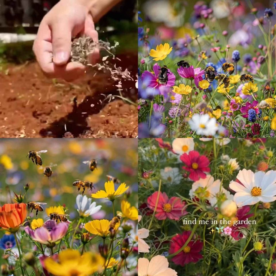 Mixed Perennial Flowers Seeds-Over 60 kinds mixed