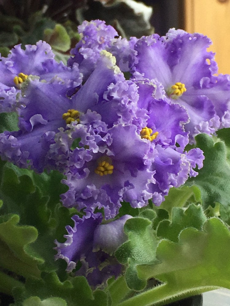 African Violet - saintpaulija Reigning Beauty