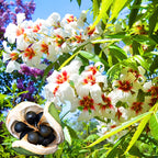 Xanthoceras Sorbifolia Flower🌺Flowers Bloom And Good Luck Comes