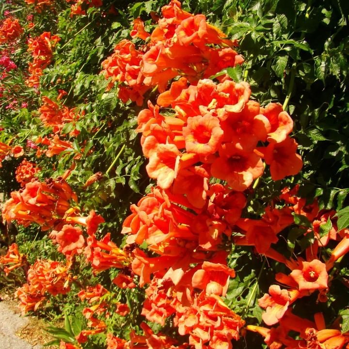 Mixed Climbing Flower Seeds -Over 30 kinds mixed
