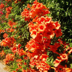 Mixed Climbing Flower Seeds -Over 30 kinds mixed
