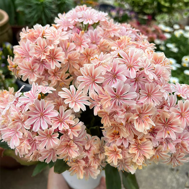 Lewisia Cotyledon Flower Seeds