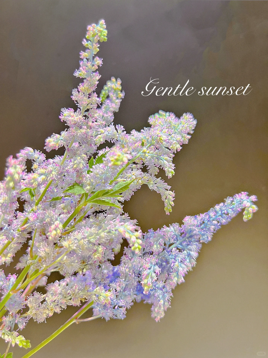 Astilbe Chinensis Seeds-Light Blue