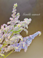 Astilbe Chinensis Seeds-Light Blue