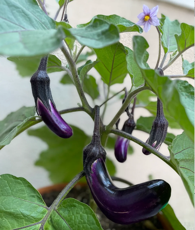 🍆Purple Eggplant Seeds